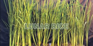 Scientists Develop “Lunar Rice” to Feed Future Space Colonies