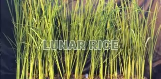 Scientists Develop “Lunar Rice” to Feed Future Space Colonies