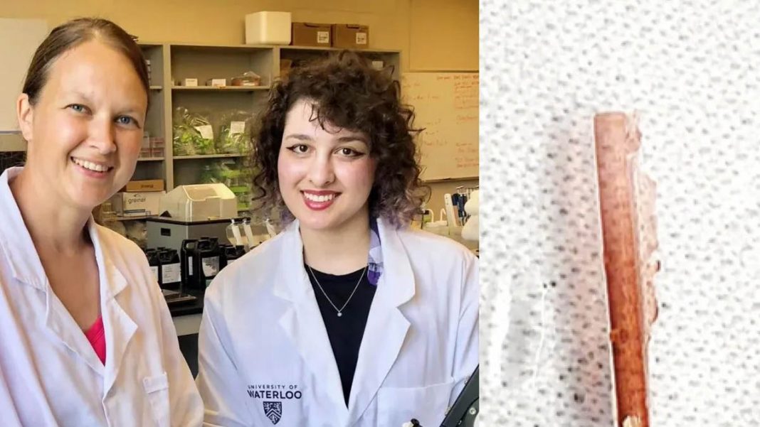 Revolutionary “Thread Robot” Targets and Dissolves Kidney Stones Without Surgery