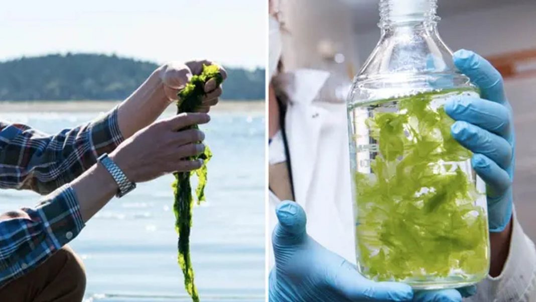 Scientists Unlock Breakthrough Method to Extract Rare Earth Metals from Seaweed