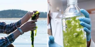 Scientists Unlock Breakthrough Method to Extract Rare Earth Metals from Seaweed