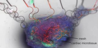 UMass Engineers Create Artificial Neuron That Mimics the Brain With Unprecedented Accuracy