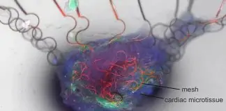 UMass Engineers Create Artificial Neuron That Mimics the Brain With Unprecedented Accuracy